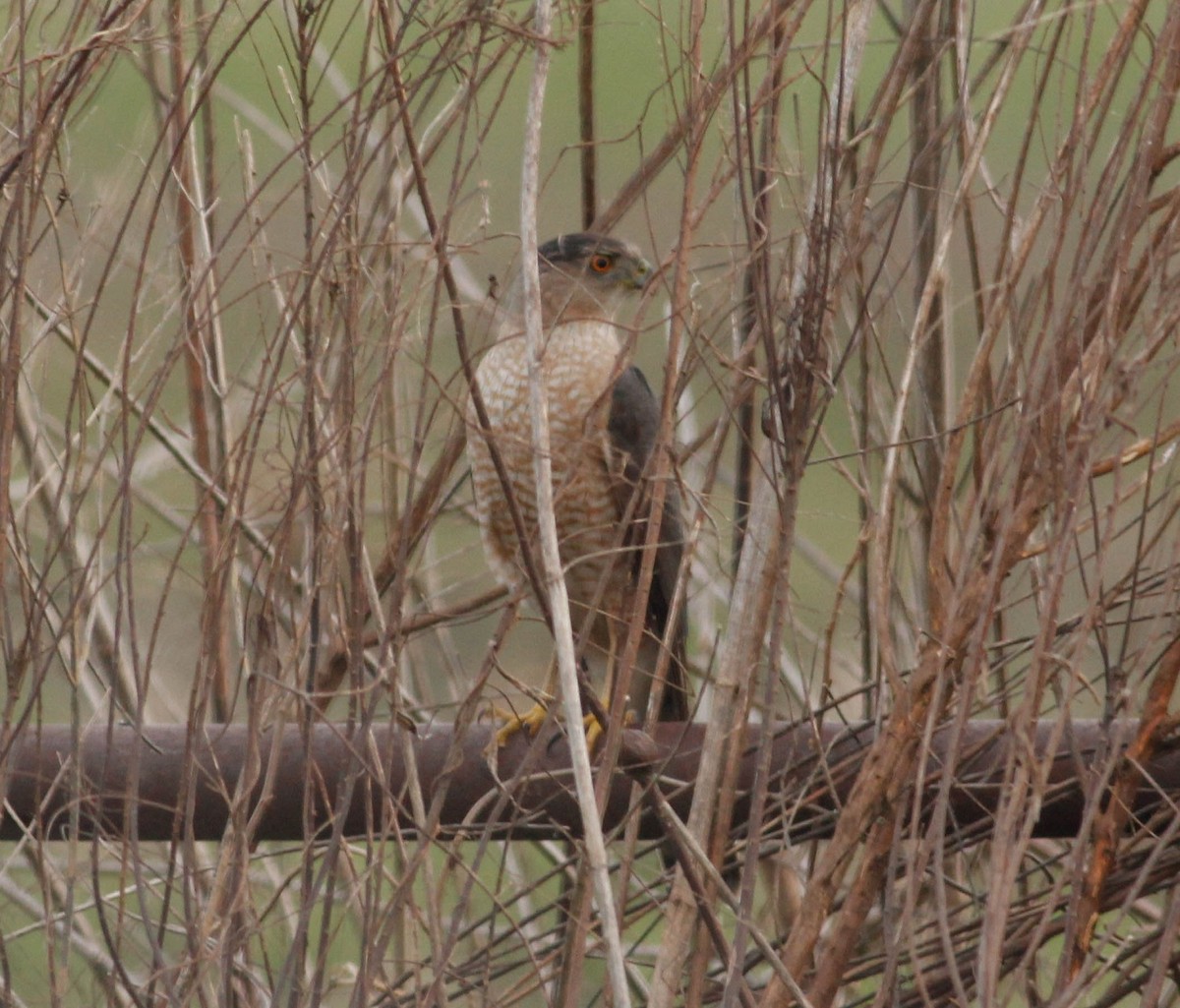 Cooper's Hawk - ML88015991