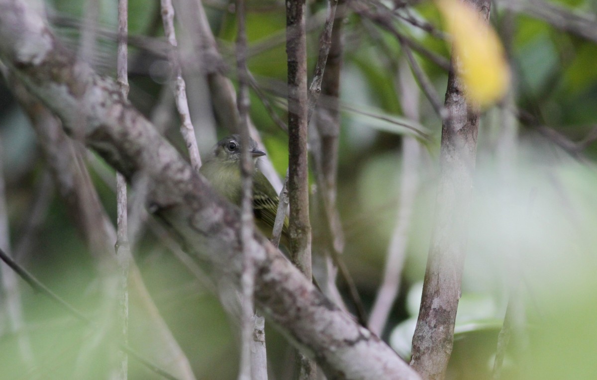 Yellow-olive Flatbill (Guianan) - ML88016091