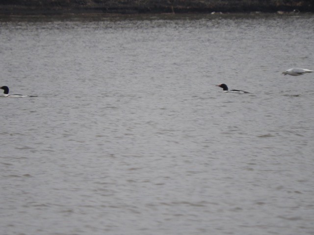 Common Merganser - ML88019551