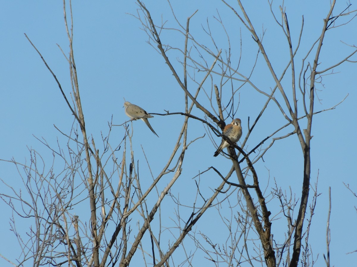 American Kestrel - ML88021821