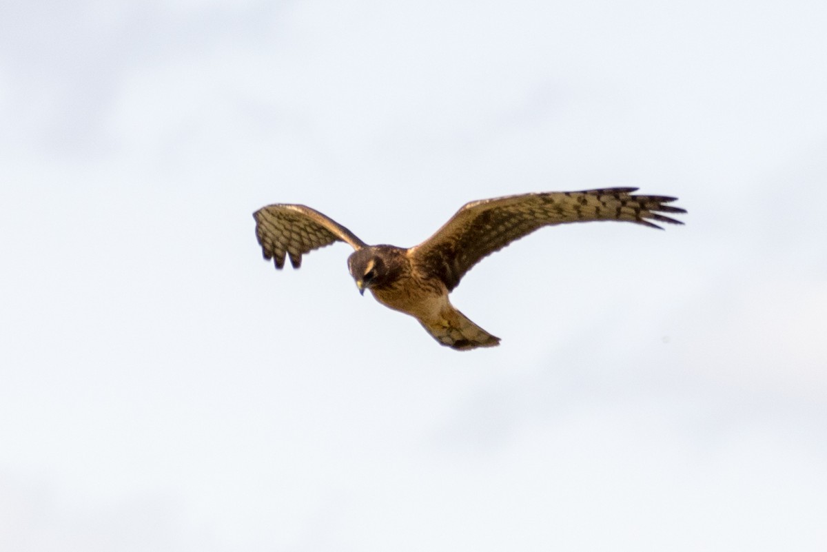 Northern Harrier - Michael Warner