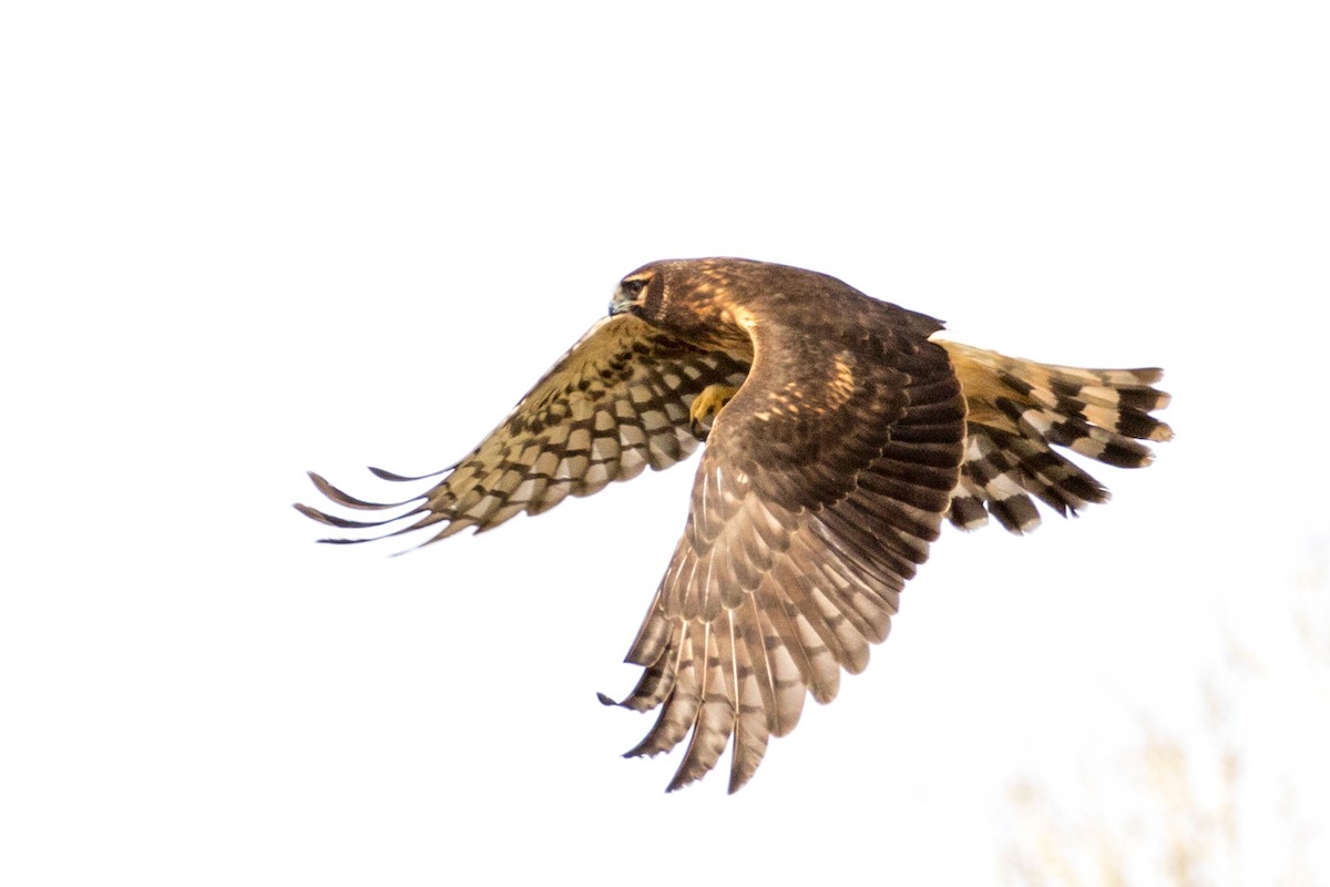 Northern Harrier - ML88021981