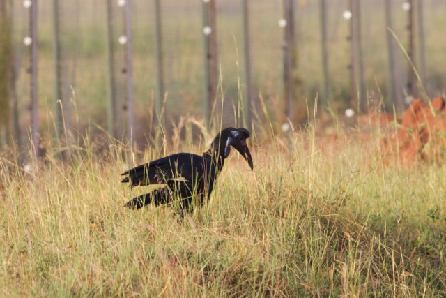 Abyssinian Ground-Hornbill - ML88027181