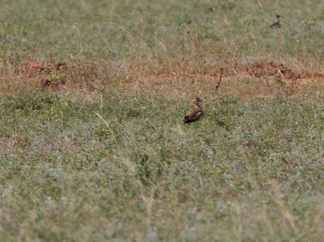 Temminck's Courser - ML88027571