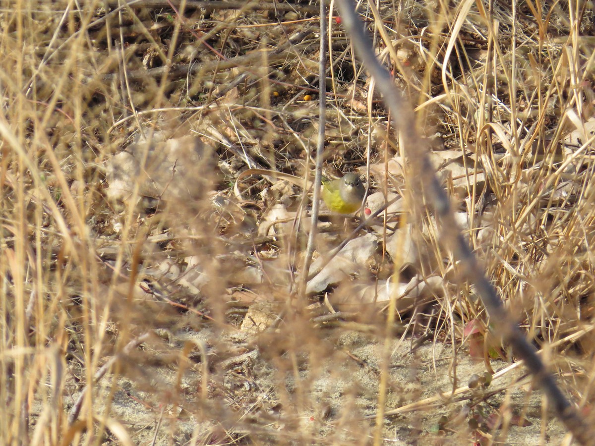 MacGillivray's Warbler - Adrian Smith