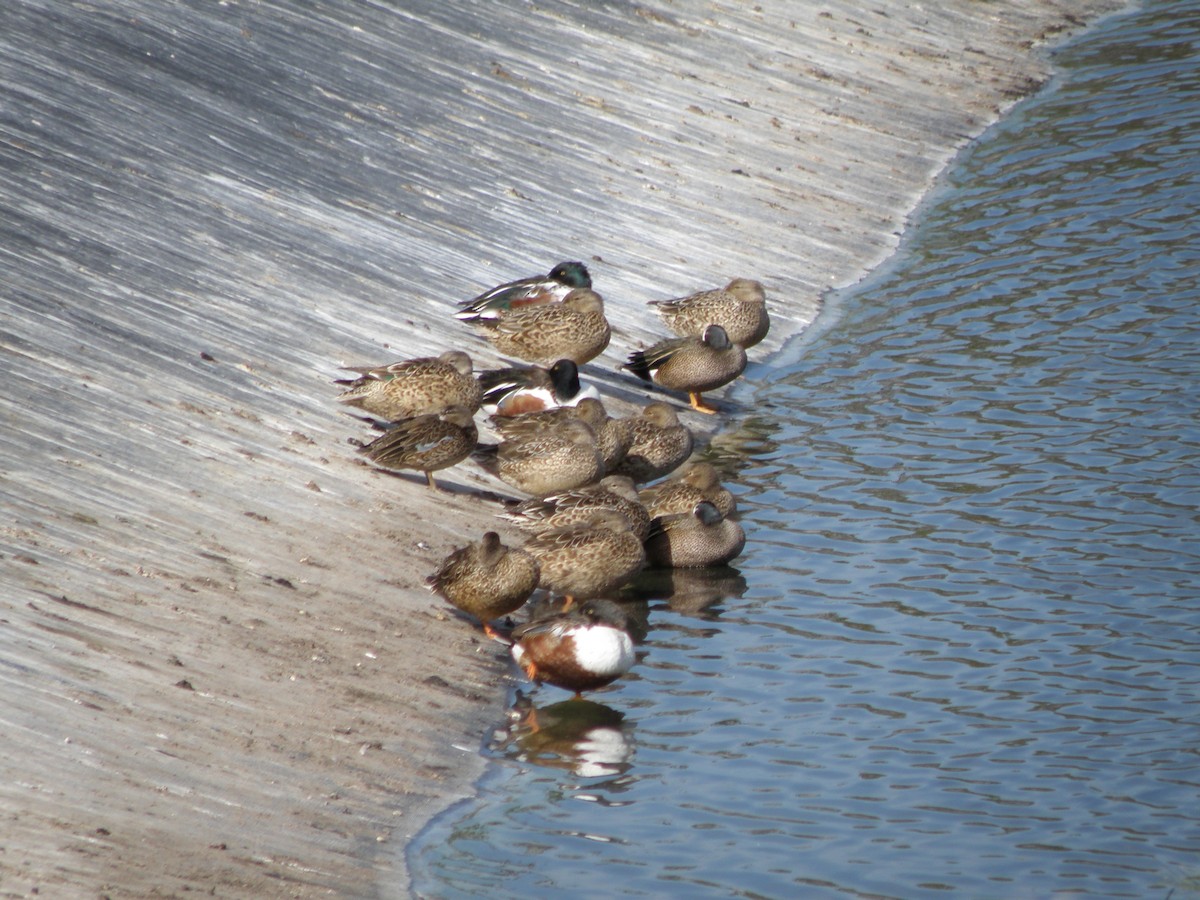 Northern Shoveler - ML88027651