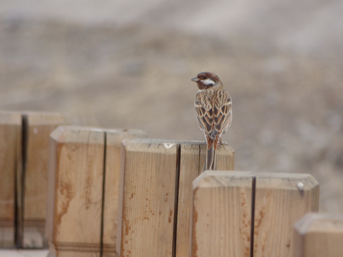 Pine Bunting - ML88029621