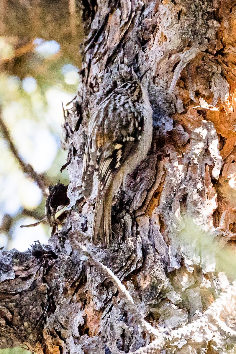 Brown Creeper - ML88031001