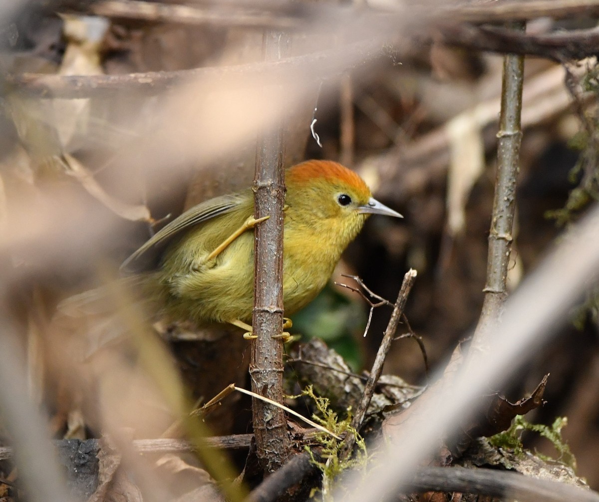 Rufous-capped Babbler - ML88031321