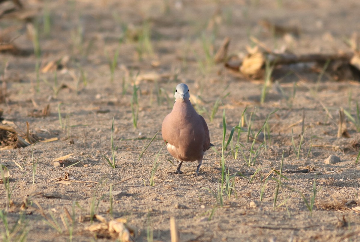 Red Collared-Dove - ML88031791