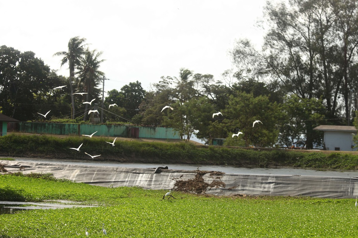 volavka stříbřitá - ML88032731