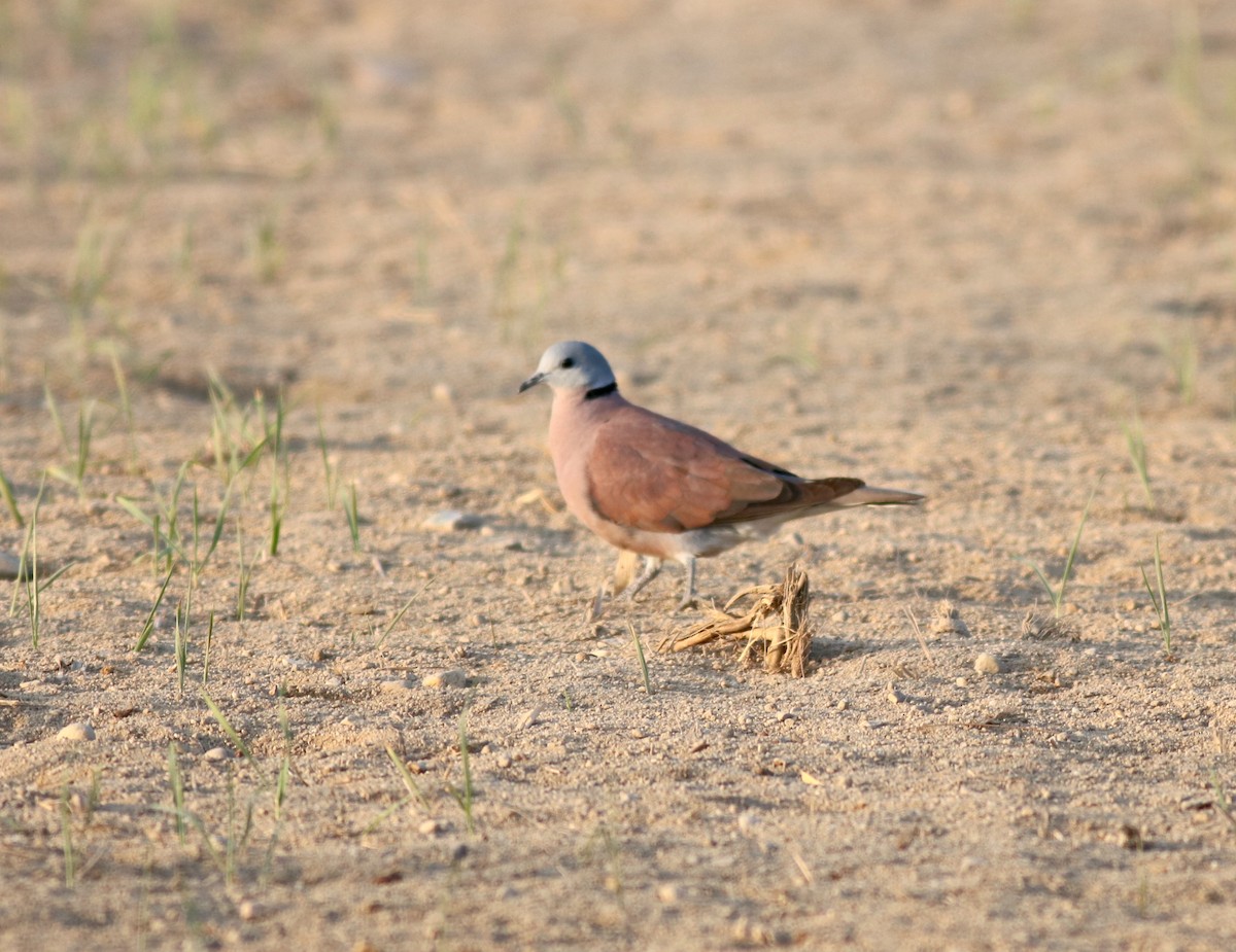 Red Collared-Dove - ML88032841