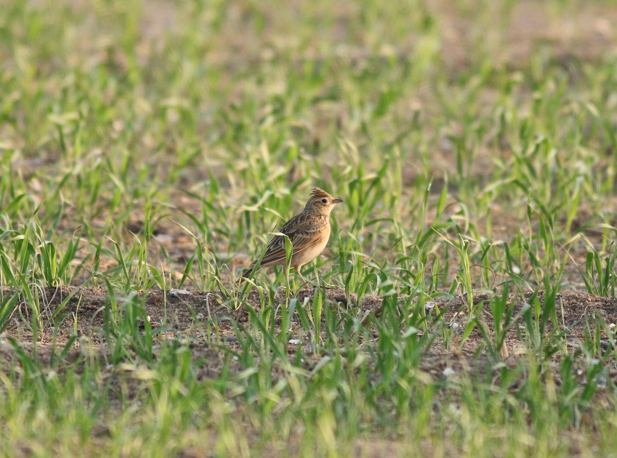 Oriental Skylark - ML88032891