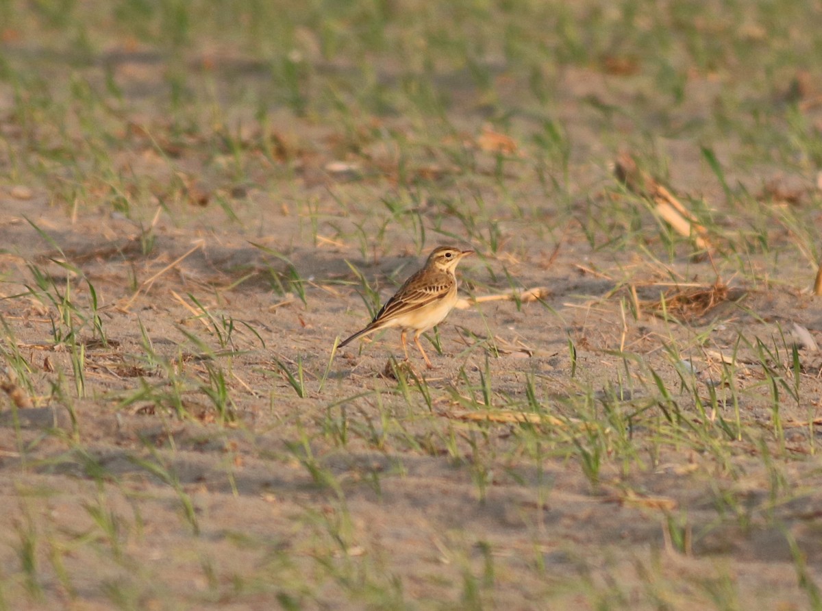 Richard's Pipit - ML88033181