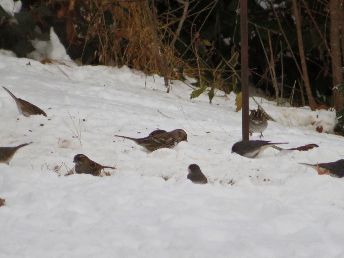 Harris's Sparrow - ML88033981