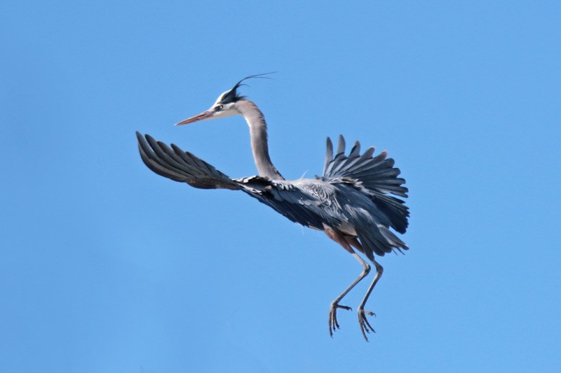 Great Blue Heron - Margaret Sloan