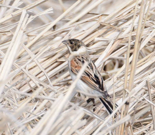 Reed Bunting - ML88035311