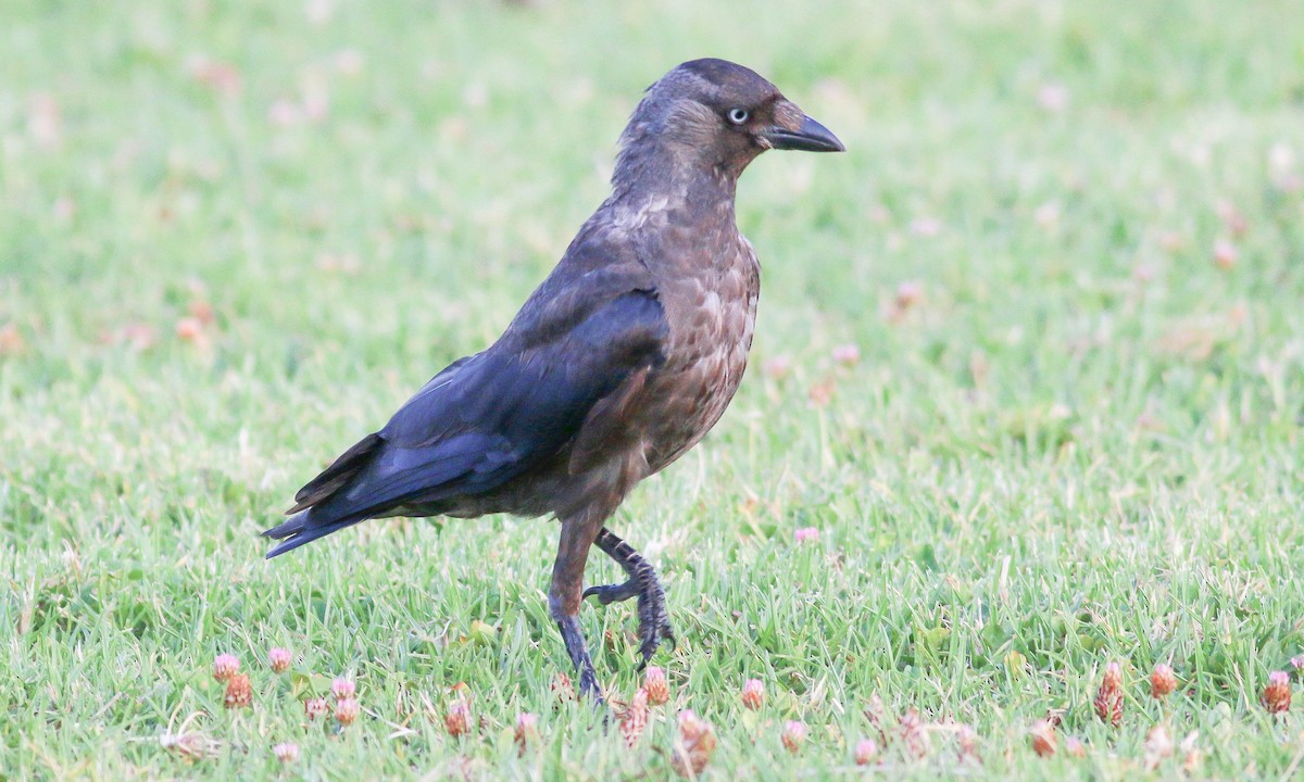 Eurasian Jackdaw - ML88035501