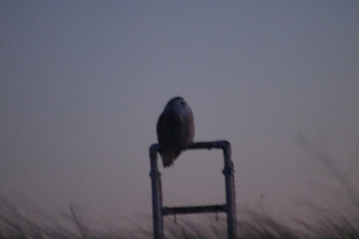 Snowy Owl - ML88038561