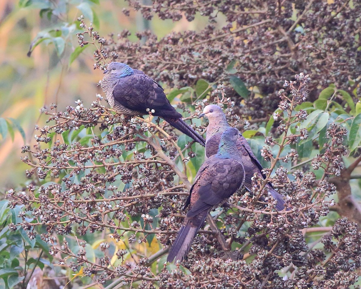 Barred Cuckoo-Dove - Arnab Pal