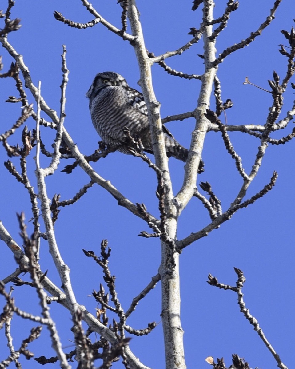 Northern Hawk Owl - Max Rabinowitz