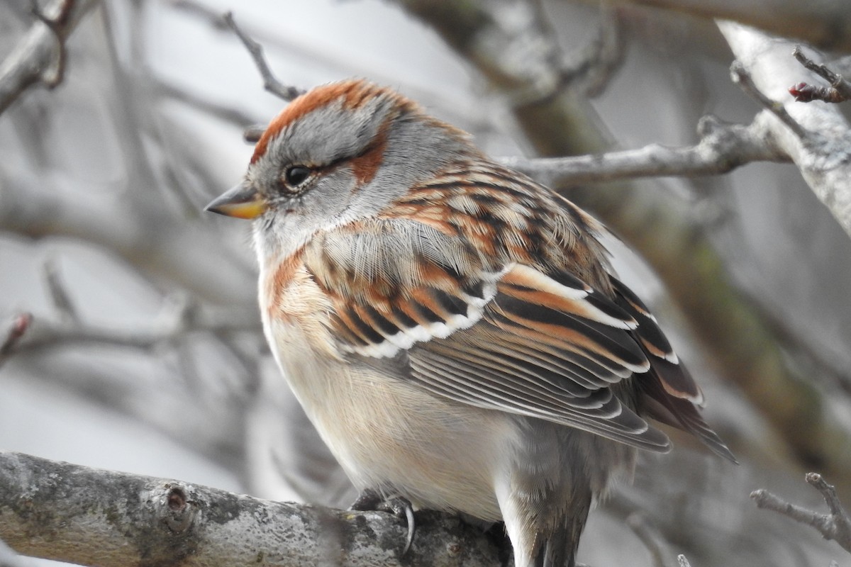 American Tree Sparrow - ML88041521
