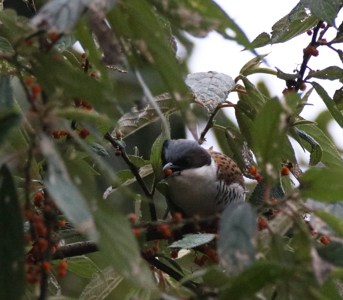 Himalayan Cutia - Vinoba Anand