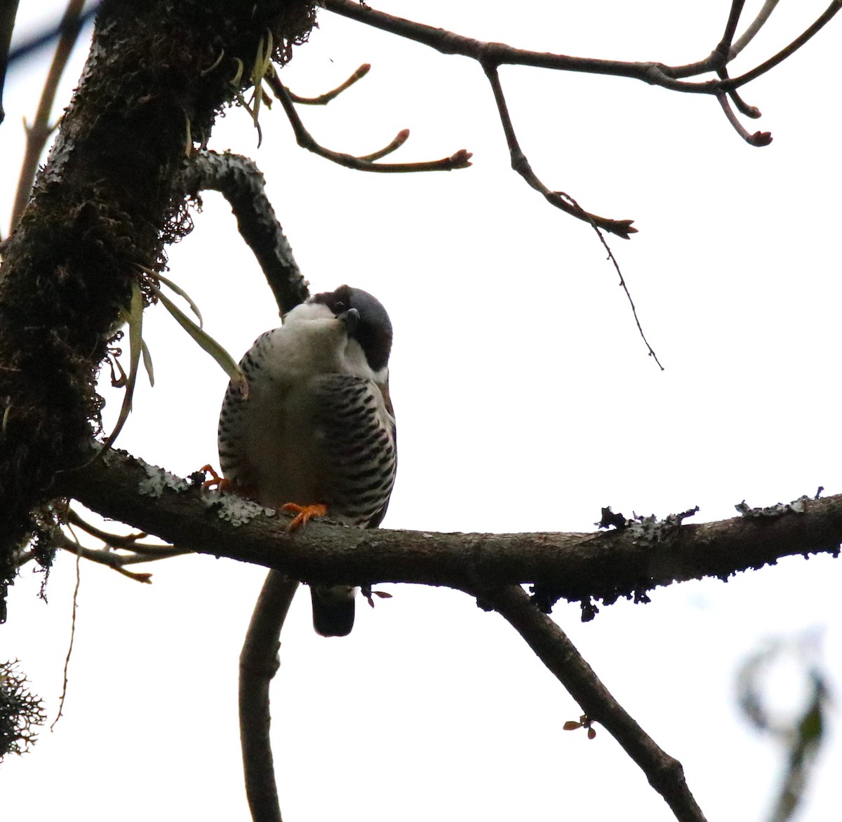 Himalayan Cutia - ML88041891