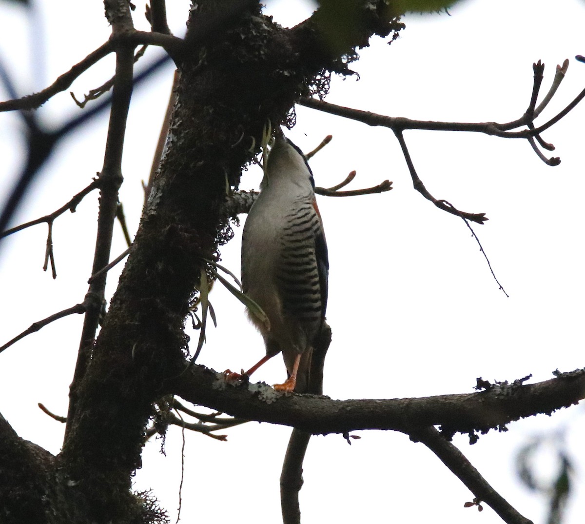 Himalayan Cutia - ML88041901