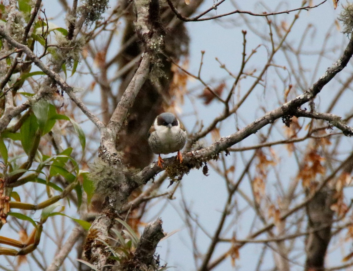 Himalayan Cutia - ML88041911