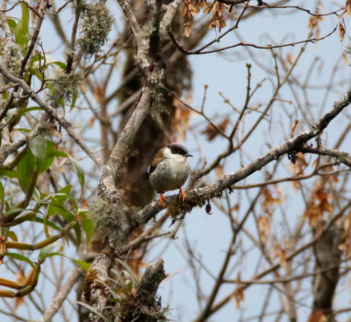 Himalayan Cutia - ML88041921