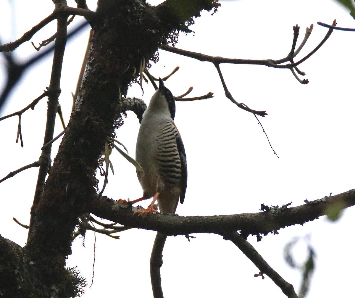 Himalayan Cutia - ML88041931