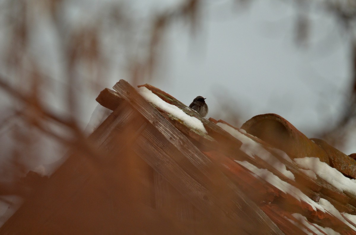 Black Redstart - Marko Cvijanovic