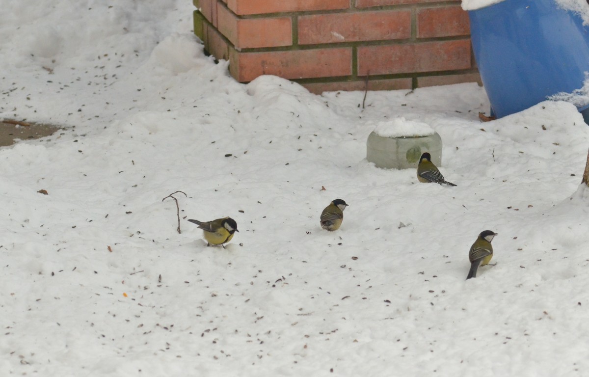 Mésange charbonnière - ML88041961