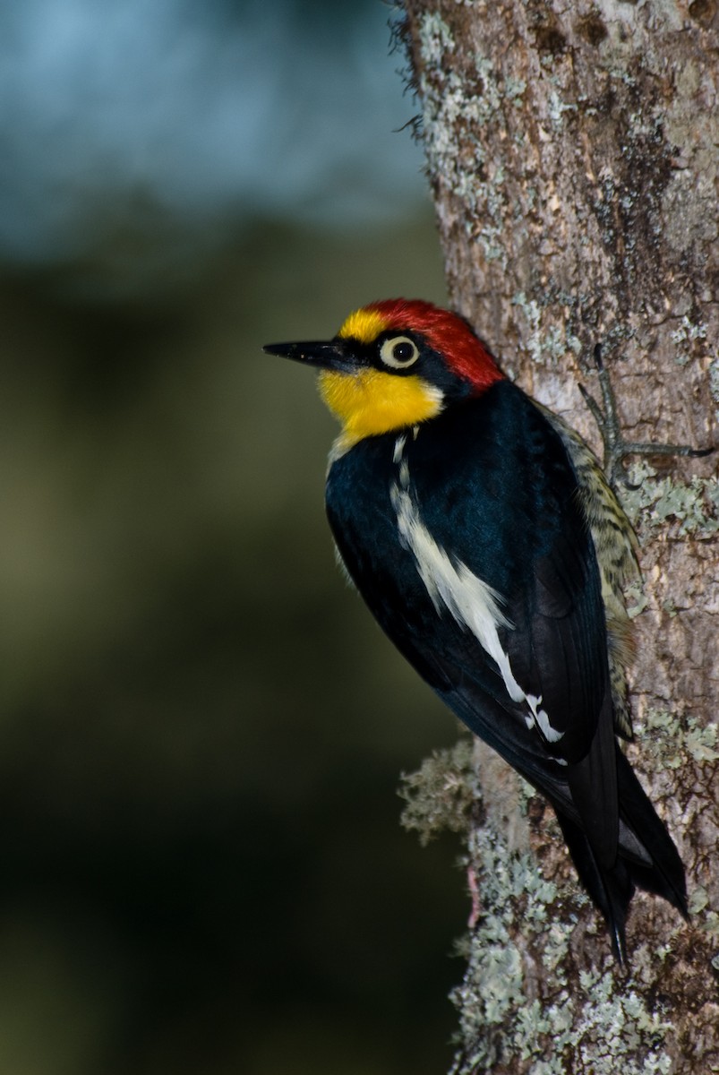 Yellow-fronted Woodpecker - Stephen Davies