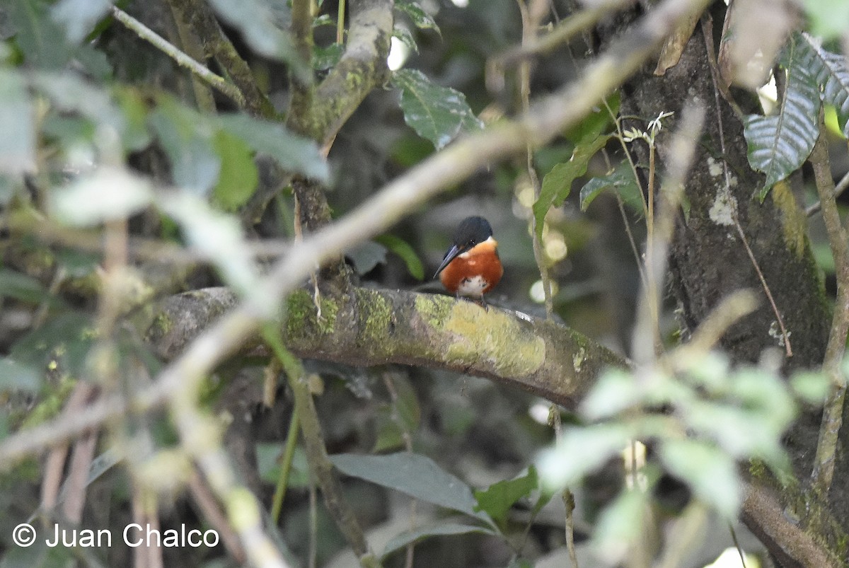 American Pygmy Kingfisher - Juan José Chalco Luna