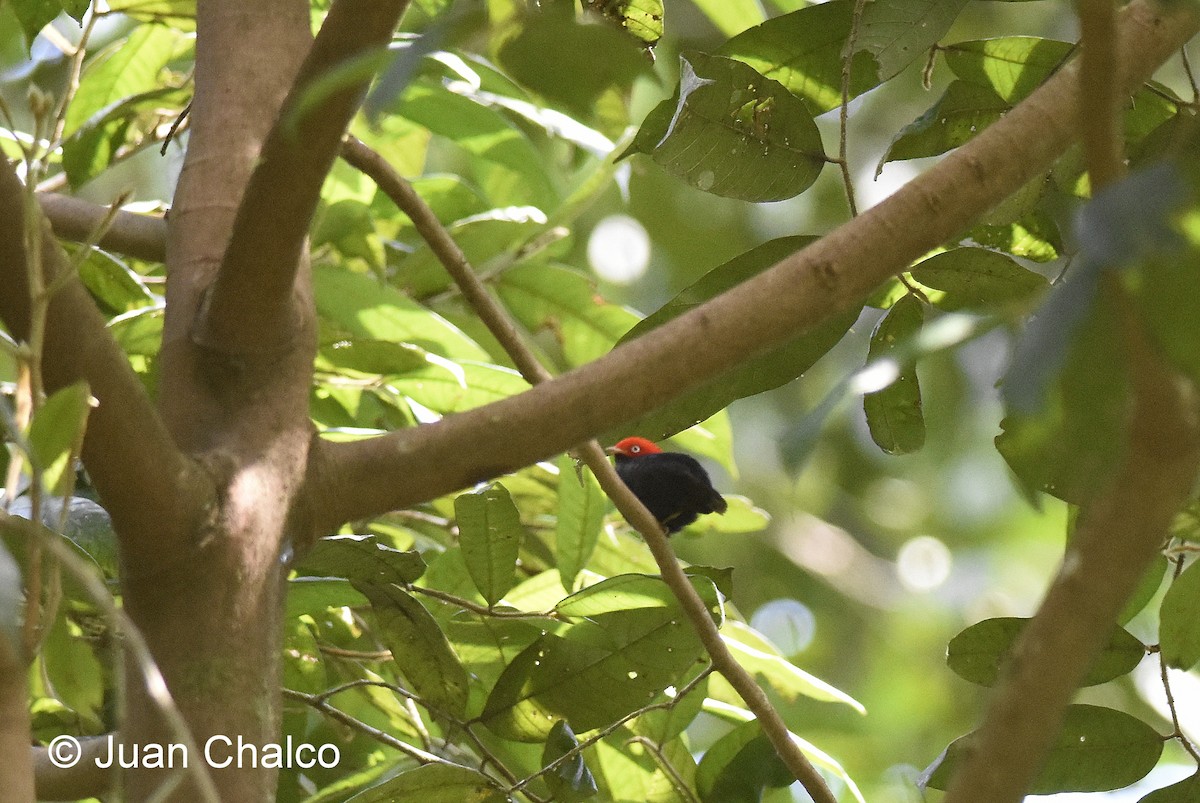 Round-tailed Manakin - ML88046631