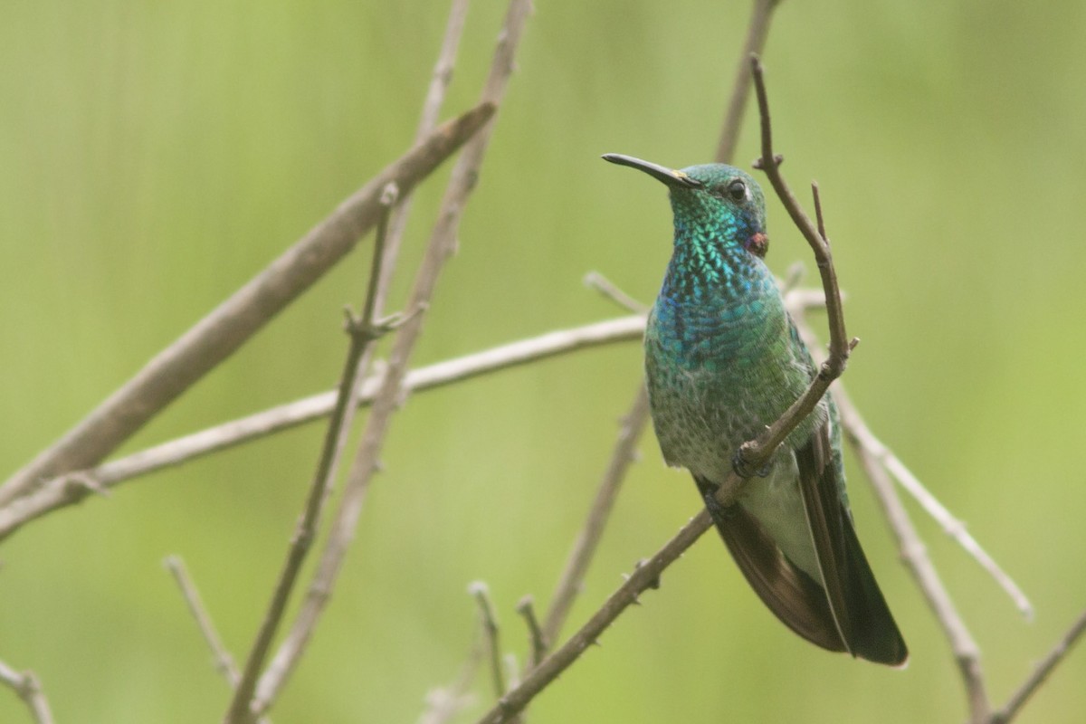 White-vented Violetear - ML88046861