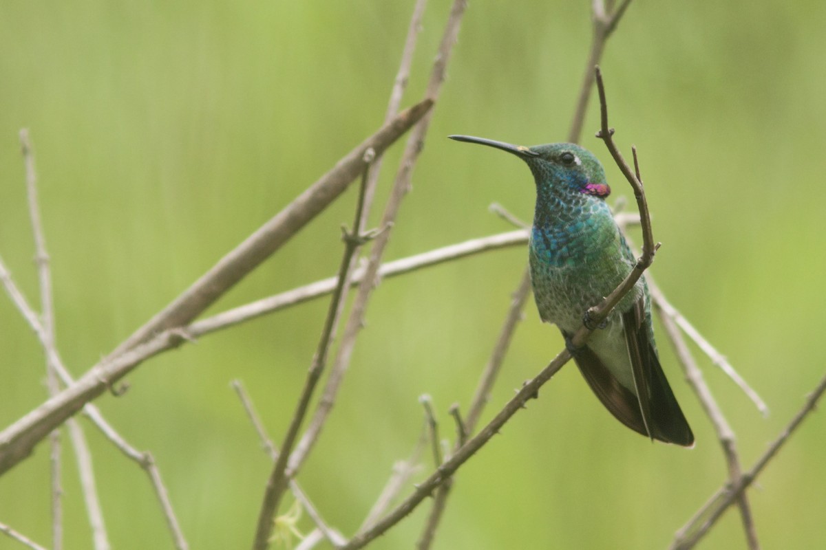 White-vented Violetear - ML88046871