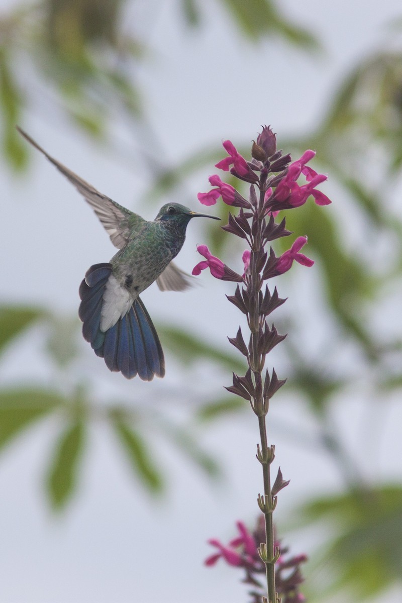 White-vented Violetear - Natxo Areta