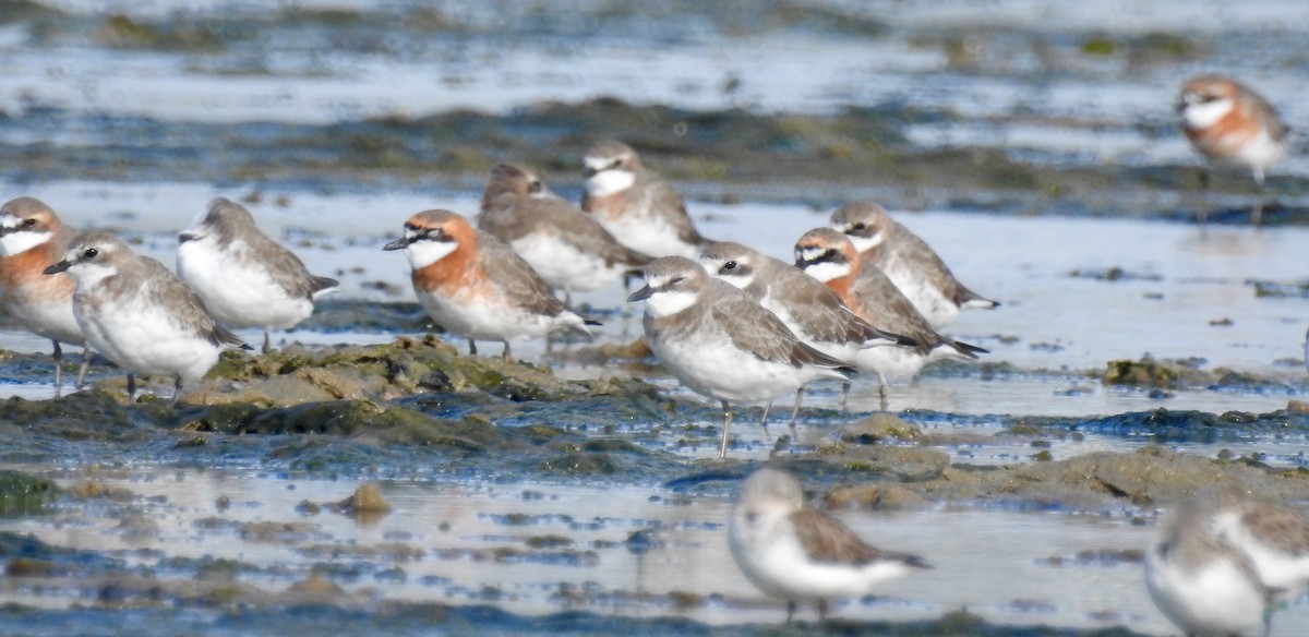 Siberian Sand-Plover - ML88047001