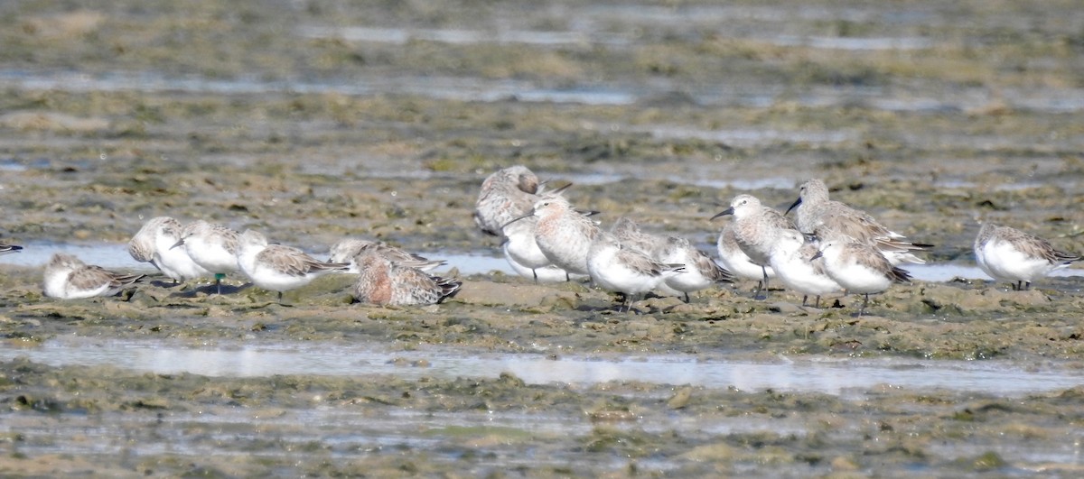 Curlew Sandpiper - ML88047141