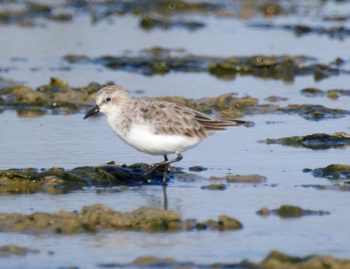 Red-necked Stint - ML88047211