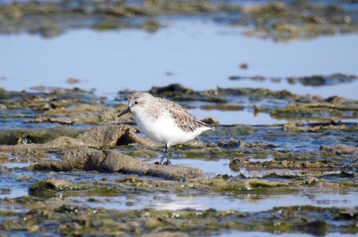 Red-necked Stint - ML88047221