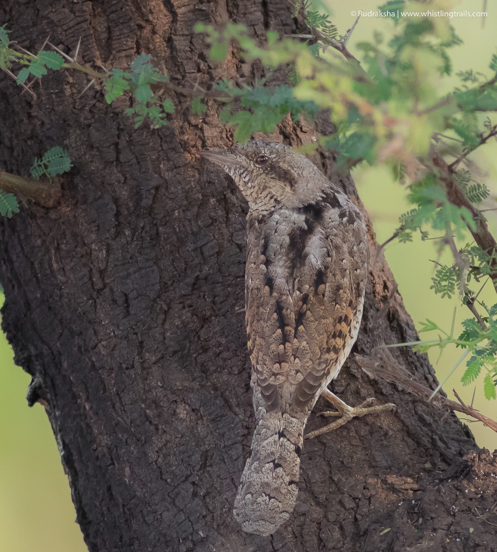 Eurasian Wryneck - ML88047341