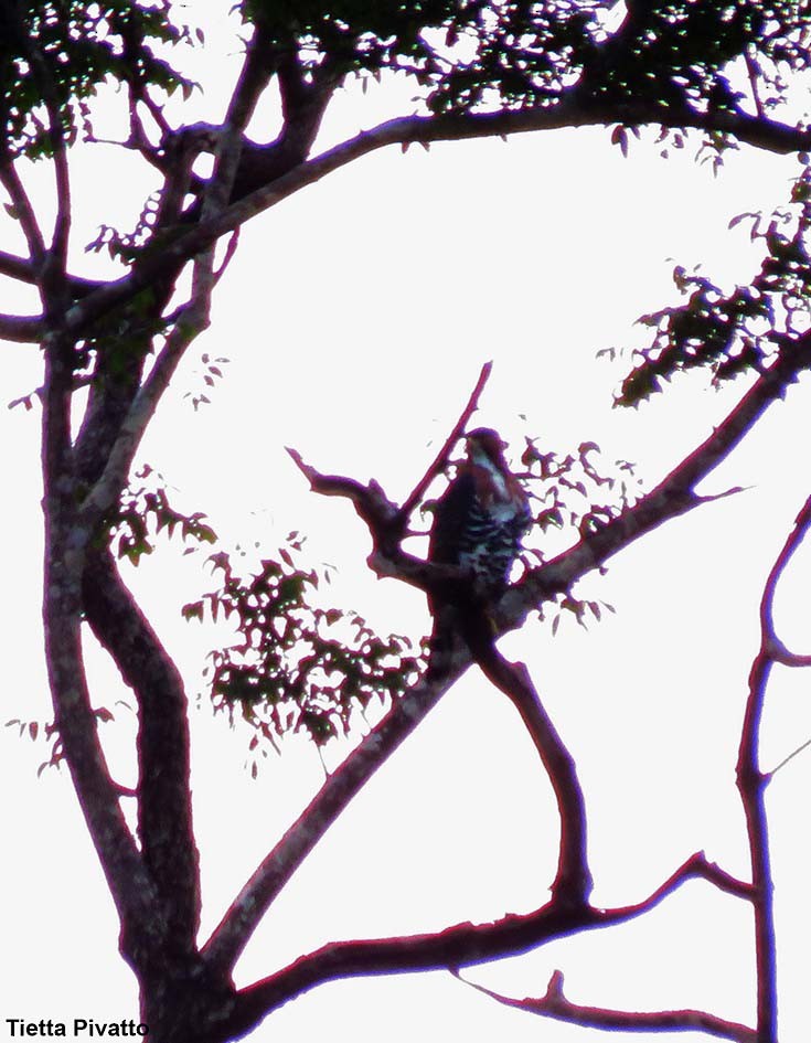 Ornate Hawk-Eagle - ML88048951