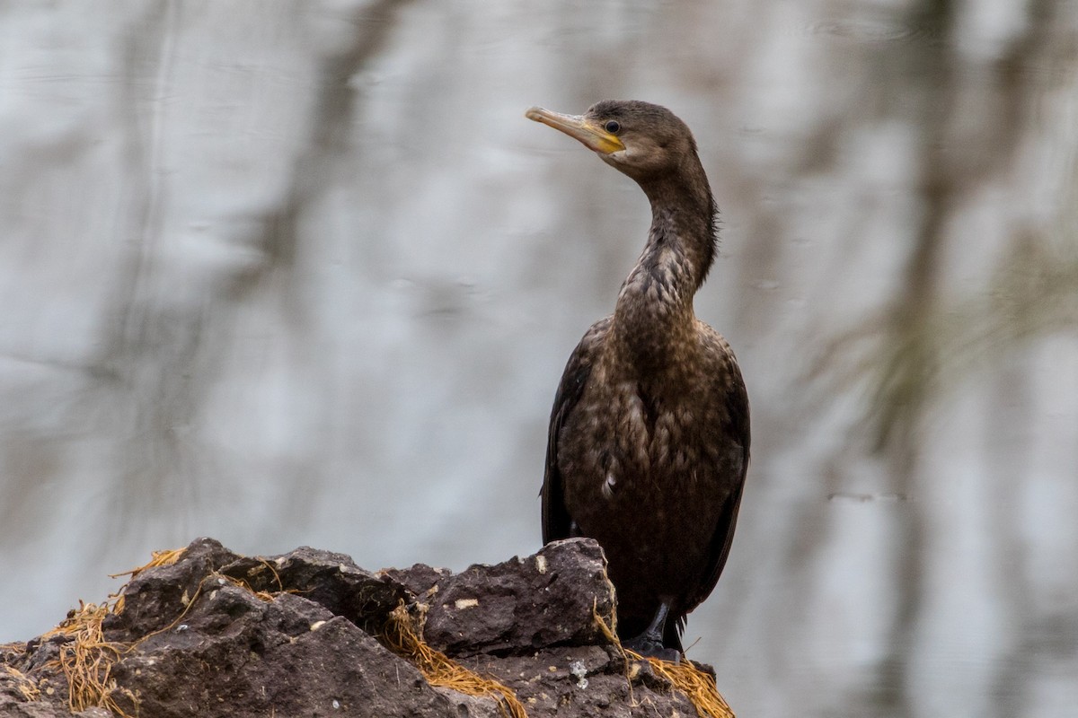 Neotropic Cormorant - Michael Warner