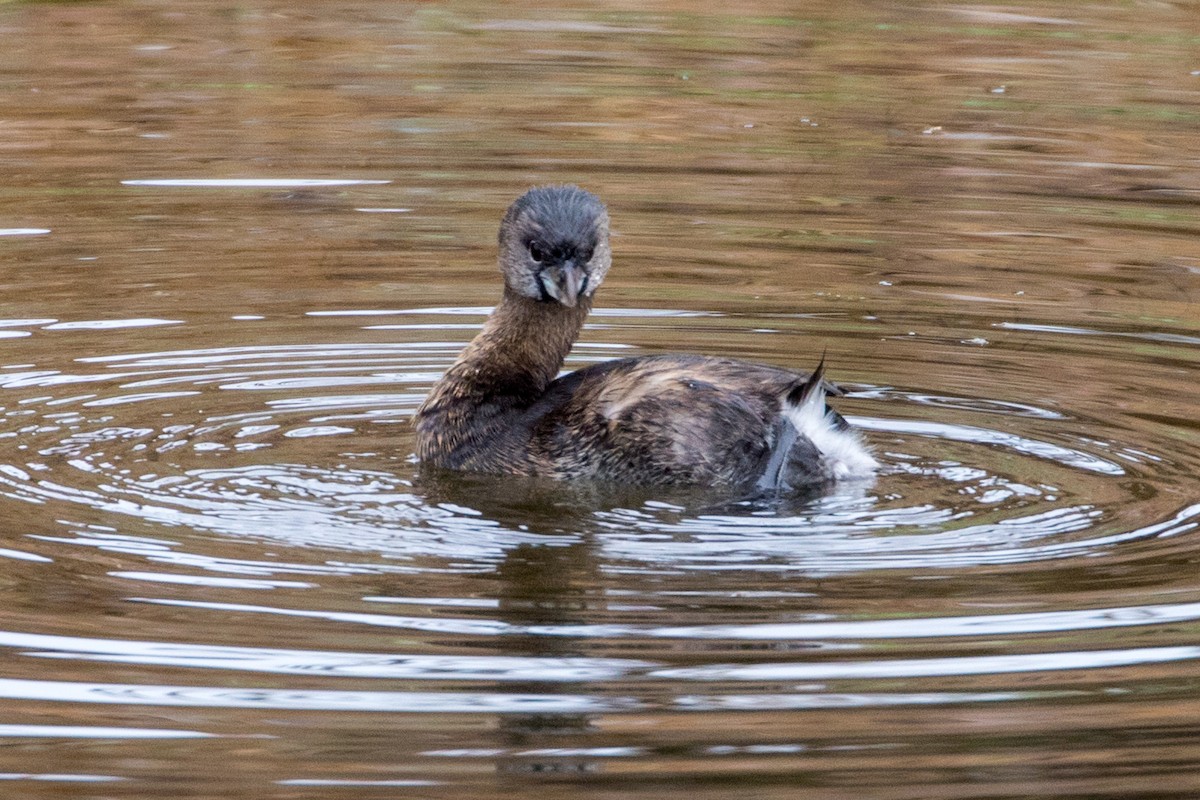 Pied-billed Grebe - Michael Warner