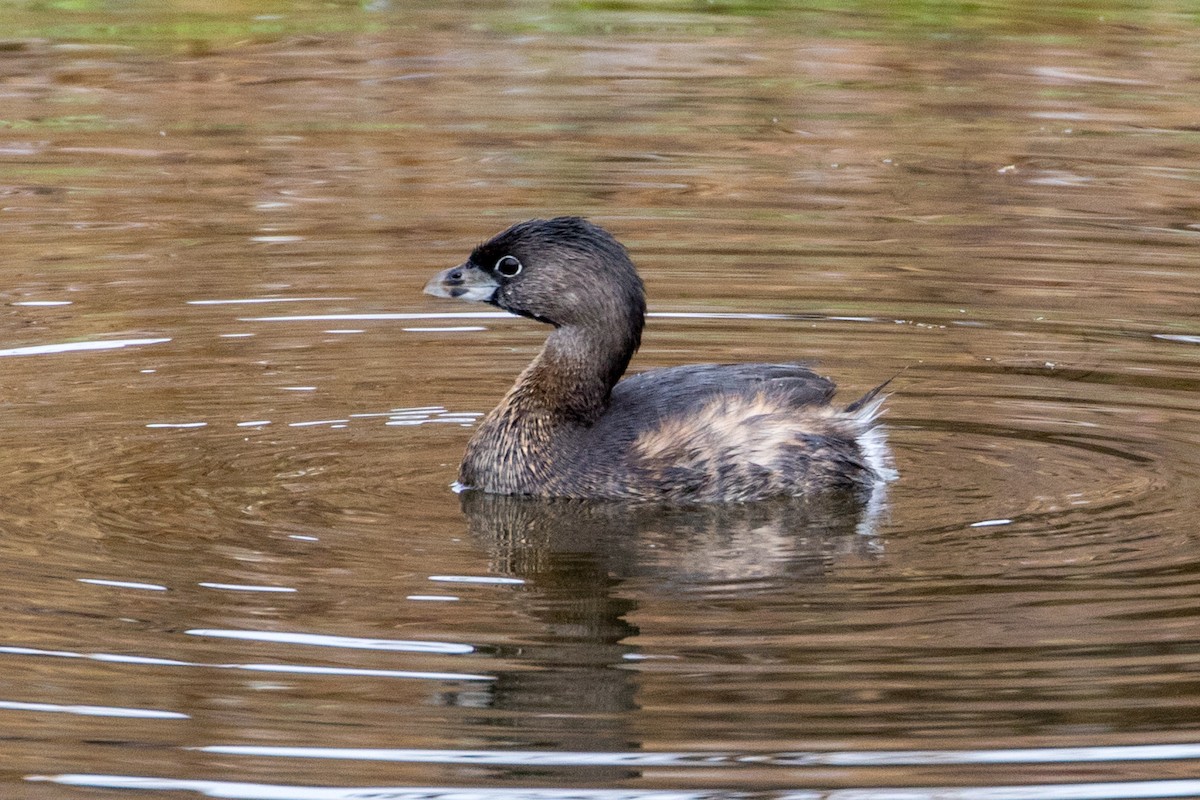 Pied-billed Grebe - Michael Warner