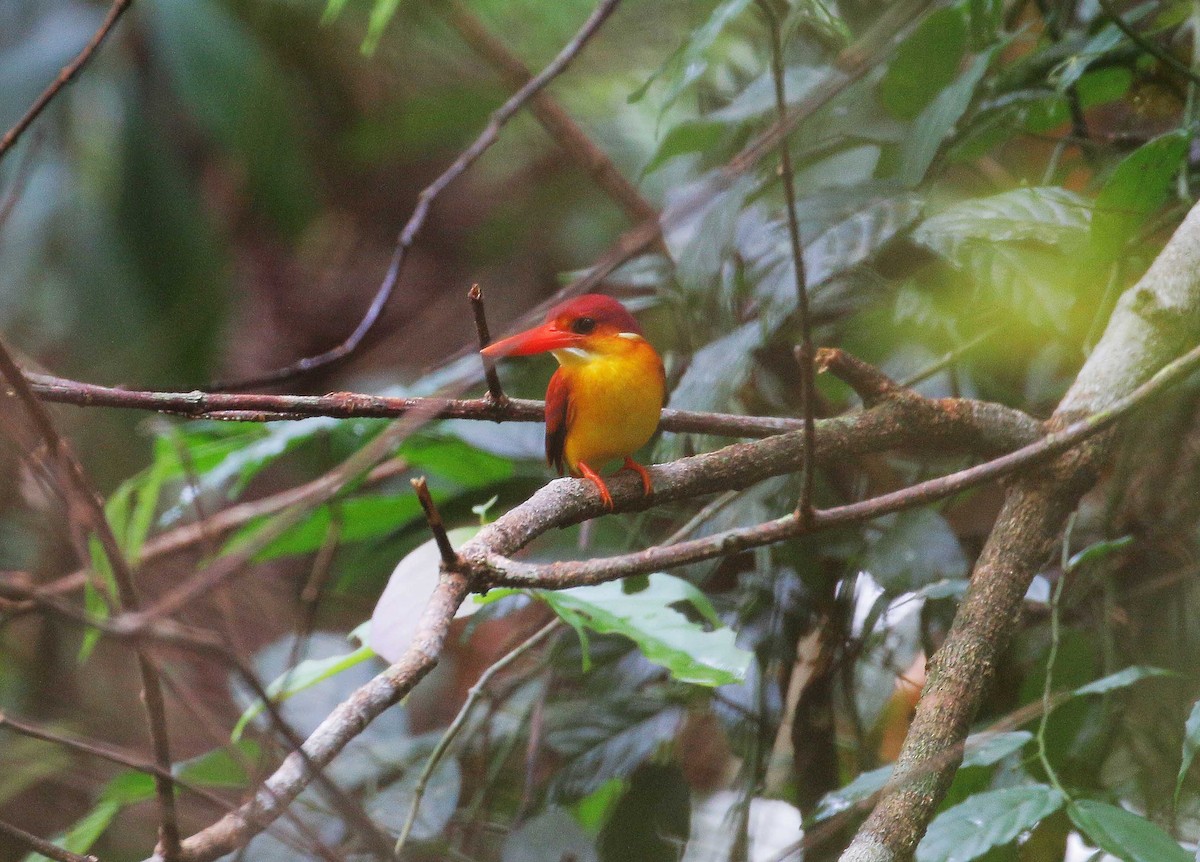 Rufous-backed Dwarf-Kingfisher - ML88049591